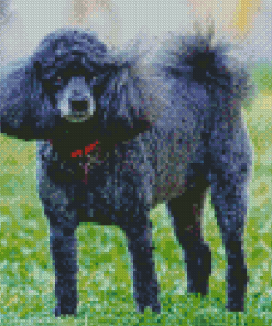 Miniature Poodle Diamond Painting