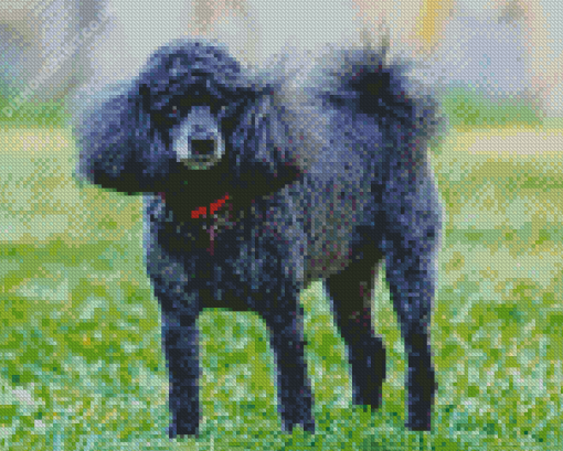 Miniature Poodle Diamond Painting