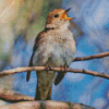 Nightingale Singing Diamond Painting