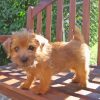 Norfolk Terrier Puppy Diamond Painting