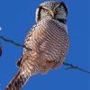 Northern Hawk Owl Diamond Painting