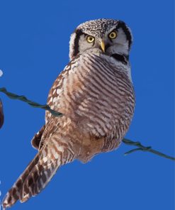 Northern Hawk Owl Diamond Painting