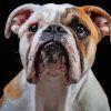 Old English Bulldog Diamond Painting