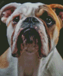 Old English Bulldog Diamond Painting