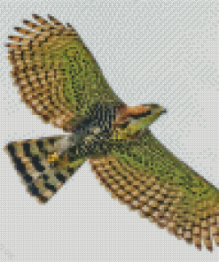 Ornate Hawk Eagle Diamond Painting