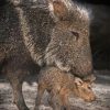 Peccaries Diamond Painting