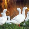 Pekin Ducks Diamond Painting