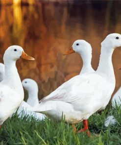 Pekin Ducks Diamond Painting