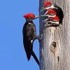 Pileated Woodpecker Diamond Painting