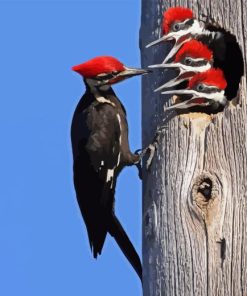 Pileated Woodpecker Diamond Painting