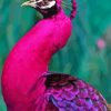 Pink Peacock Diamond Painting