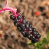 Pokeweed Fruit Diamond Painting