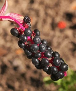 Pokeweed Fruit Diamond Painting