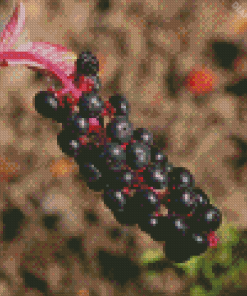 Pokeweed Fruit Diamond Painting