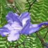 Purple Jacaranda Diamond Painting