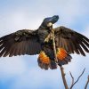 Red Tail Black Cockatoo Diamond Painting