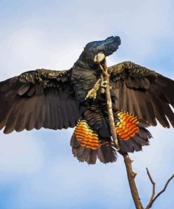 Red Tail Black Cockatoo Diamond Painting