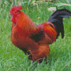 Rhode Island Red Diamond Painting