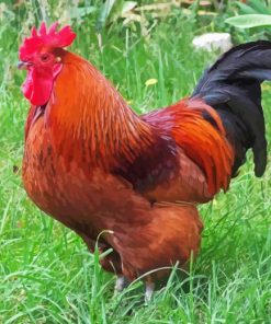 Rhode Island Red Diamond Painting