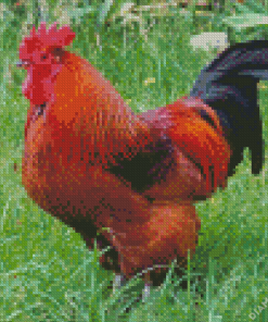 Rhode Island Red Diamond Painting