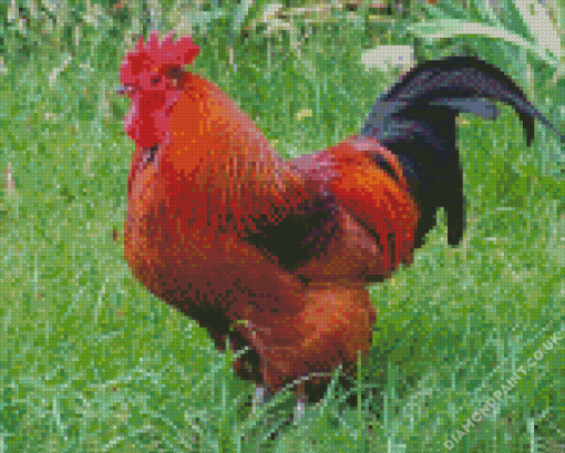 Rhode Island Red Diamond Painting