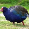 South Island Takahe Diamond Painting