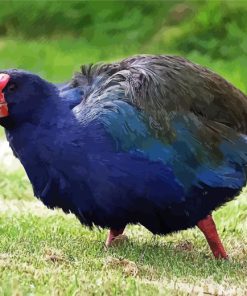 South Island Takahe Diamond Painting