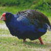 South Island Takahe Diamond Painting