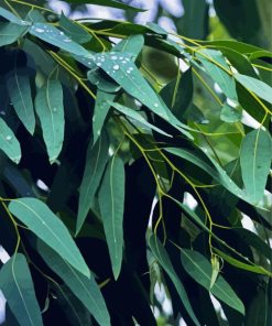 Tasmanian Blue Gum Diamond Painting