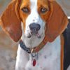 Treeing Walker Coonhound Diamond Painting