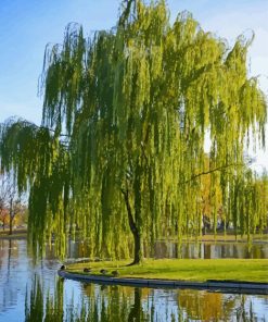 Weeping Willow Tree Diamond Painting