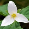 Western Trillium Diamond Painting