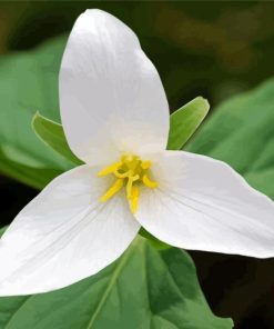 Western Trillium Diamond Painting