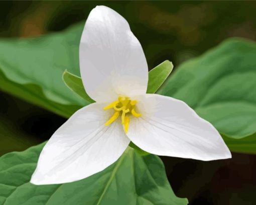 Western Trillium Diamond Painting