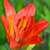 Western Red Lily Diamond Painting