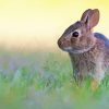 Wild European Rabbit Diamond Painting