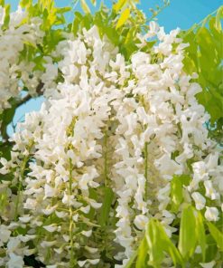 Wisteria Flowers Diamond Painting