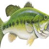 Bass Fish Diamond Painting