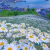 Beautiful Daisy Field Diamond Painting