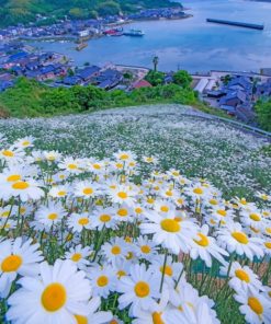 Beautiful Daisy Field Diamond Painting