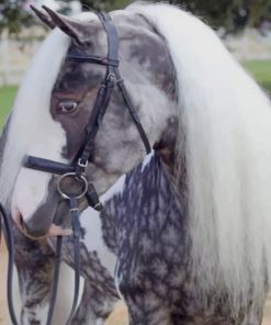 Black And White Horse Diamond Painting