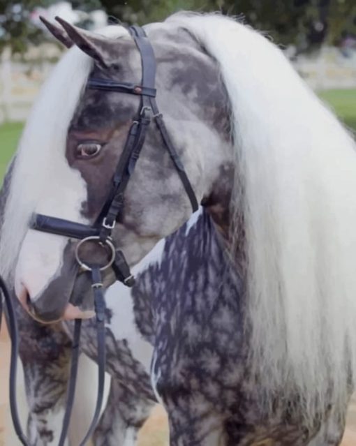 Black And White Horse Diamond Painting