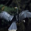 Black Anhinga Diamond Painting