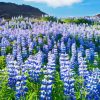 Blue Lupines Flowers Diamond Painting