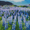 Blue Lupines Flowers Diamond Painting