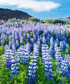 Blue Lupines Flowers Diamond Painting