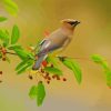 Bombycilla Waxwing Diamond Painting