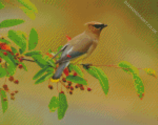 Bombycilla Waxwing Diamond Painting