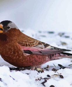 Brown Bird And Snow Diamond Painting