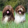 Brown Schapendoes Dogs Diamond Painting